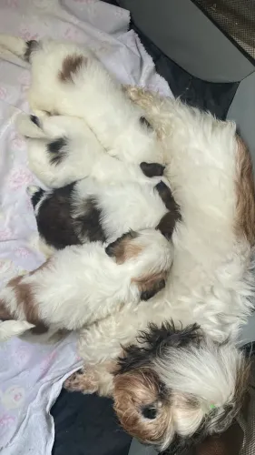 ? FILHOTES DE SHIH TZU DISPONÍVEIS! ?