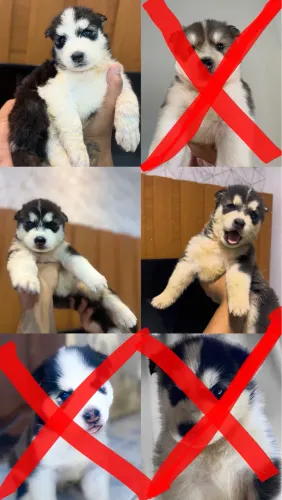 Husky siberiano puro