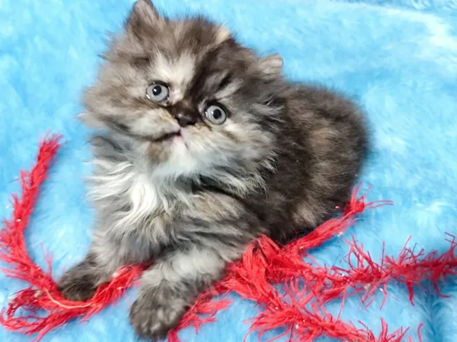 Gatinho Persa | Entrega rápida e segura- Chama no WhatsApp