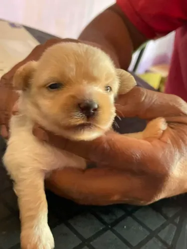 Cachorro poodle