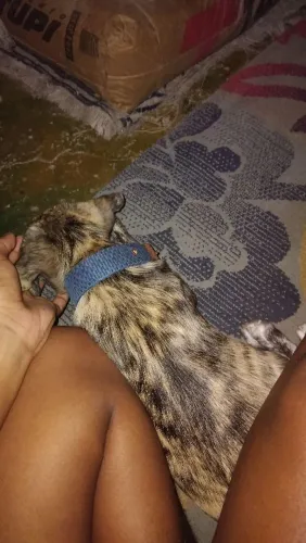 Estou doando essa femea (raça indefinida)