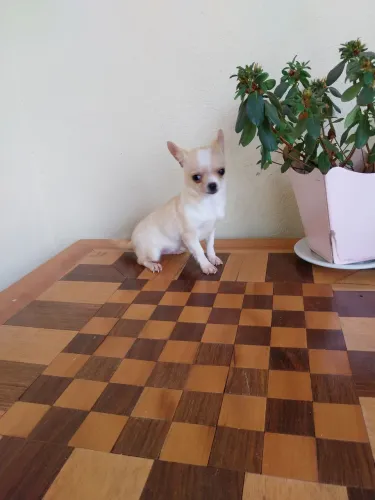 Filhote de chihuahua fêmea