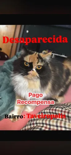 gatinha desaparecida