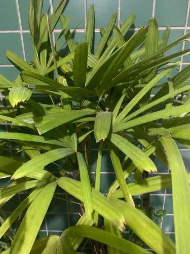 Planta