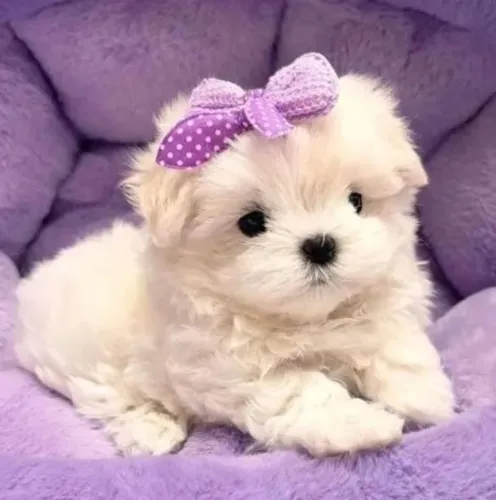 Maltês Mini Fêmea ___ Luxooooo