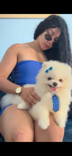 SPITZ ALEMÃO MACHO DISPONÍVEL PARA CRUZA!