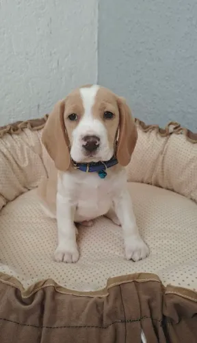 BEAGLE