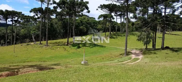 Chácara em Mandirituba com 333.960 m² com Reflorestamento de Pinus