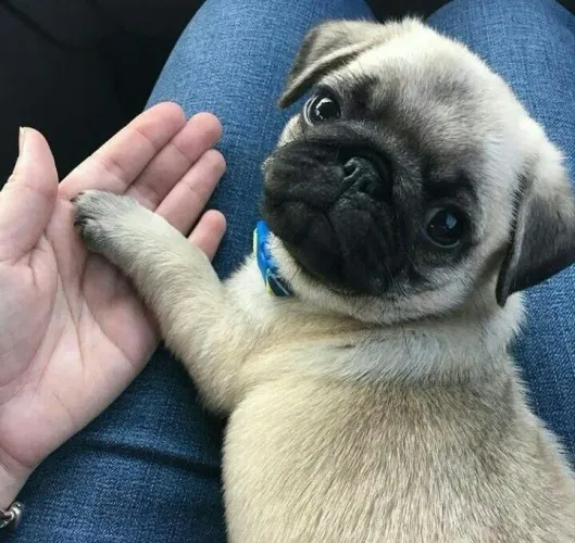 Filhotes de pug belíssimos com roncos em forma de amor