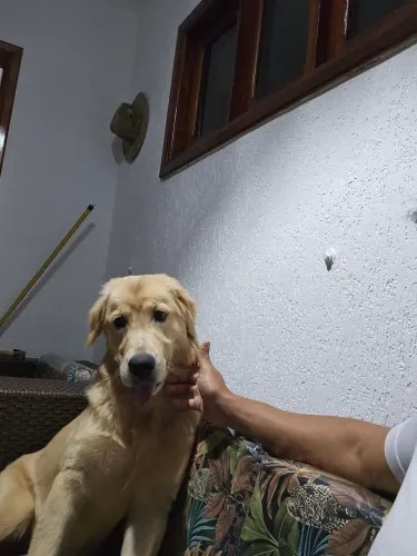 Golden retriever