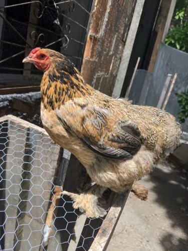 Galinha Brahma perdiz