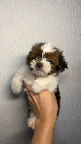 Shihtzu ( filhote Shitzu ) machinho 