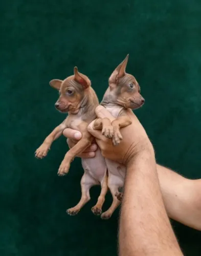 Pinscher Filhotes - Companheiros Ideais para o Dia a Dia