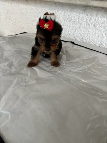Oioi tenho filhote mini pra vender
