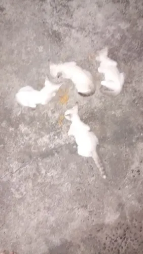 Doando gatos filhotes