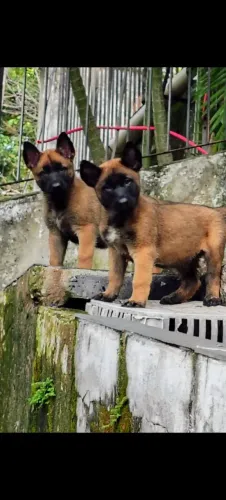 Filhotes pastor belga Malinois