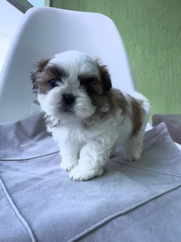 Shih tzu encantador
