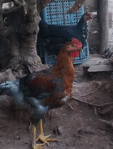Frango macho GSB galinha balão