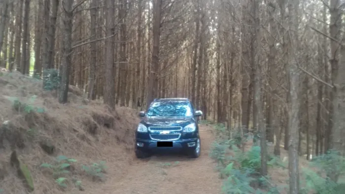 FLORESTA DE PINUS