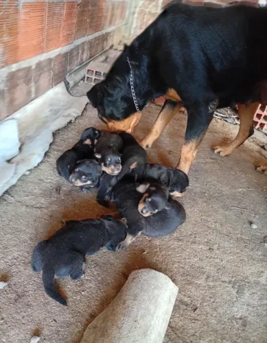 Vendo filhote de rottweiler puro