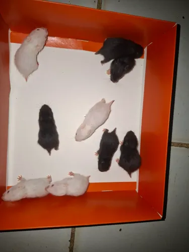 Hamster a venda 
