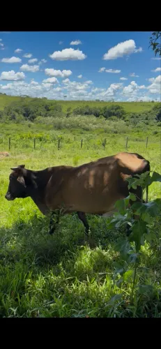 Vacas