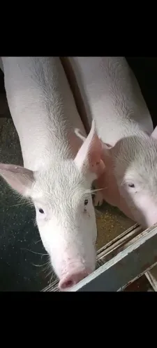 Vendo casal de porcos