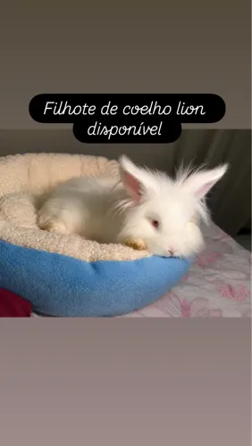 Mini lion