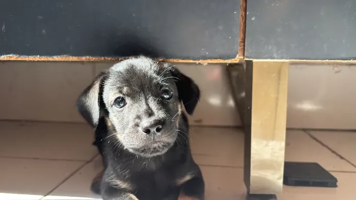 Cachorro filhote verfumihado acompanhado de 1 kilo de ração