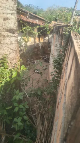 Venda pato macho barato