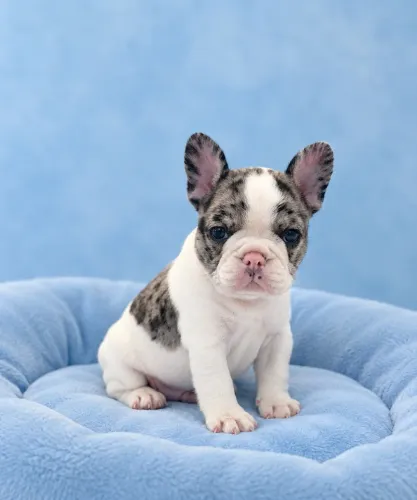 Buldog francês merle