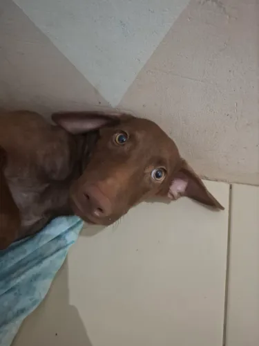 CACHORRO S/R FEMEA