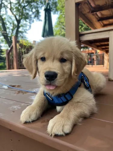 Doação de Filhote de Golden
