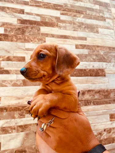 Cachorro
