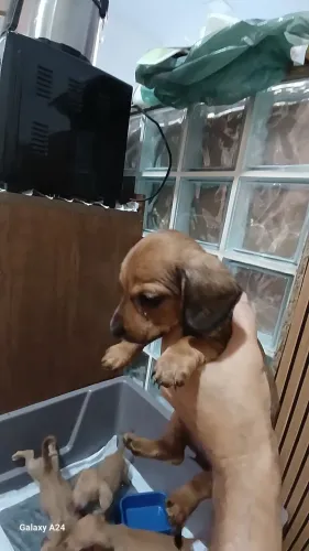 Dachshund (TEKEL) 