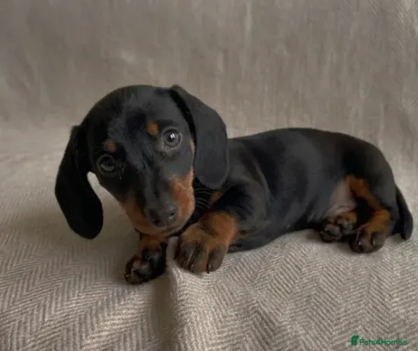 Cãozinho dócil e inteligente Teckel/Dachshund/Salsicha/Salsichinha/Basset/Cofap