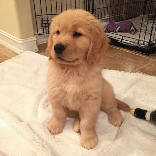 Baby golden retriever super brincalhão e sociável de ótima genética