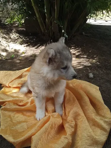 Husky siberiano