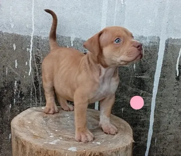 Pit Monster 