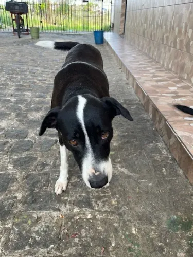Cadelas Castradas para Adoção