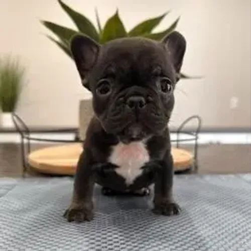 Bulldog Francês,Bulldog Francês Filhote Selecionado com Alta Procedência Familiar