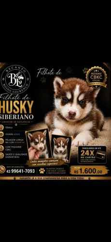 Husky siberianos