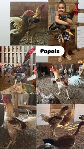 Vende pintinho caipira