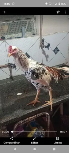 Galos