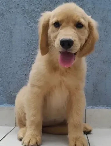 Doação golden