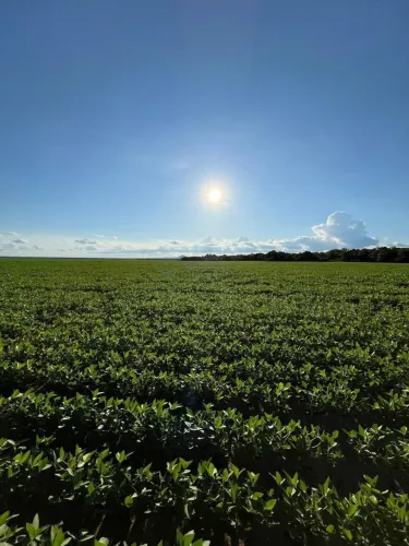 FAZENDA À VENDA EM ÁGUA BOA MT