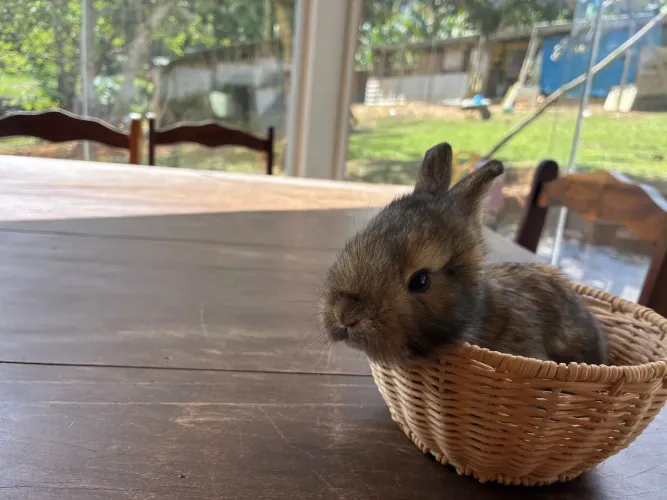 Coelhos Nova Zelândia