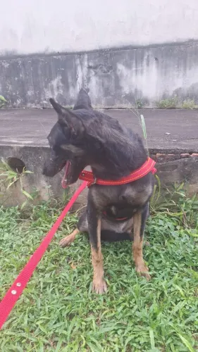 Adoção de cachorro 