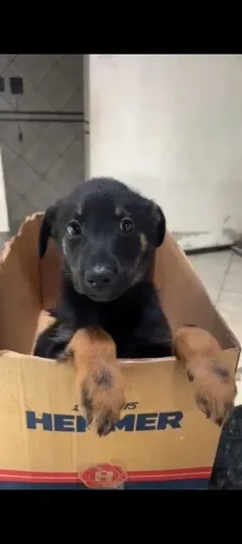 Vendo cachora com sangue de pastor alemão