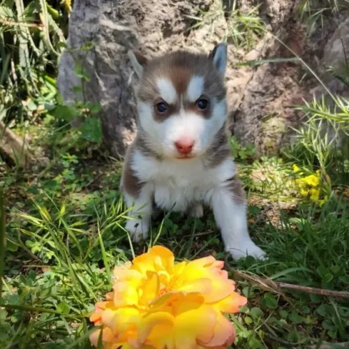 Filhotes de Husky Siberiano | Filhotes com muita disposição para novas descobertas!